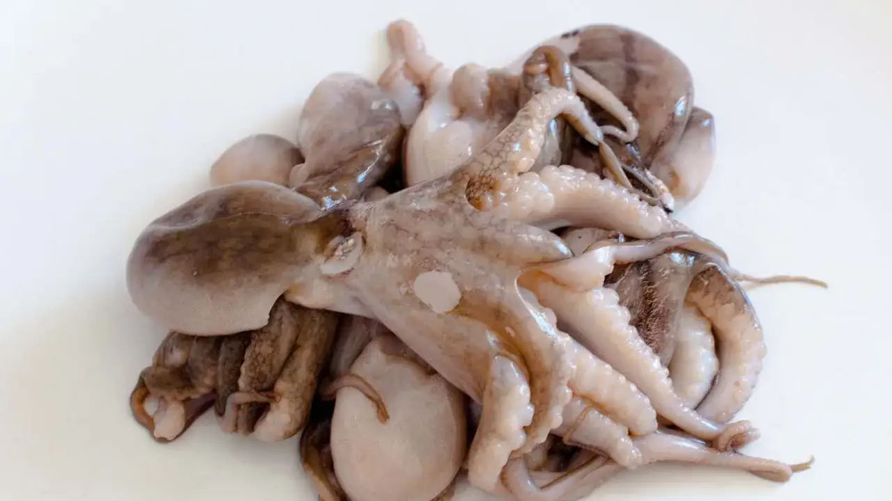 Un mucchio di moscardini freschi, pronti per essere cucinati in umido, con i loro tentacoli aggrovigliati e le ventose visibili.
